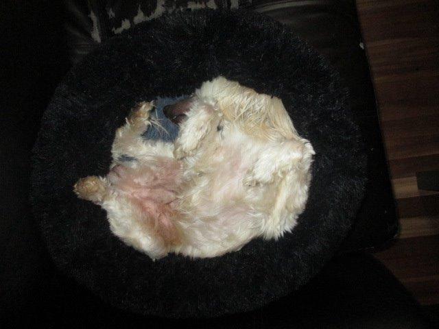 Chinese crested powder puff Bumle billede 25