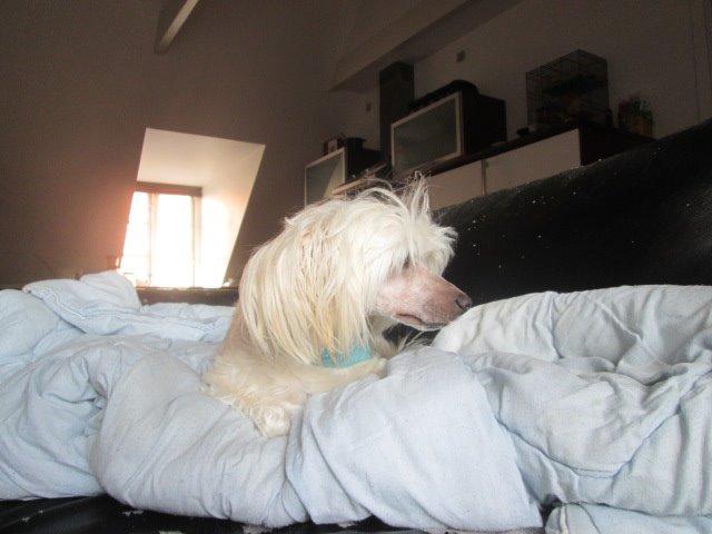 Chinese crested powder puff Bumle billede 26