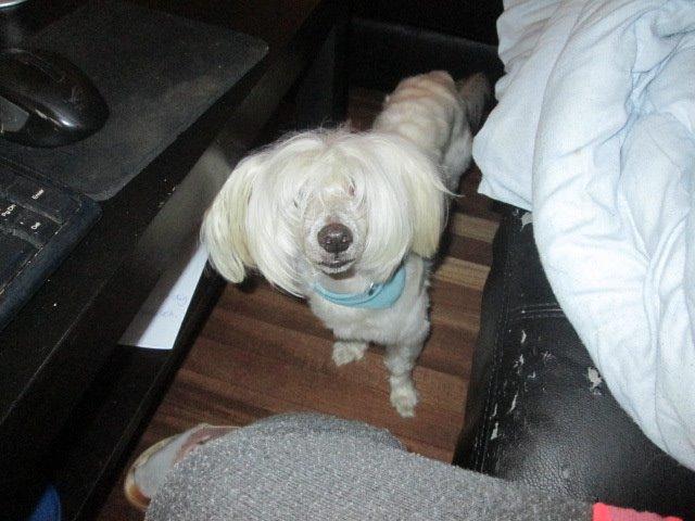 Chinese crested powder puff Bumle billede 27