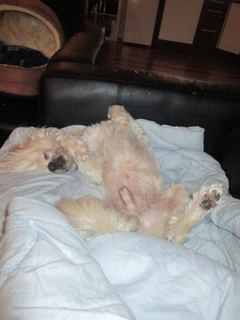 Chinese crested powder puff Bumle billede 28