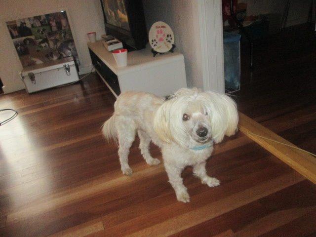 Chinese crested powder puff Bumle billede 29