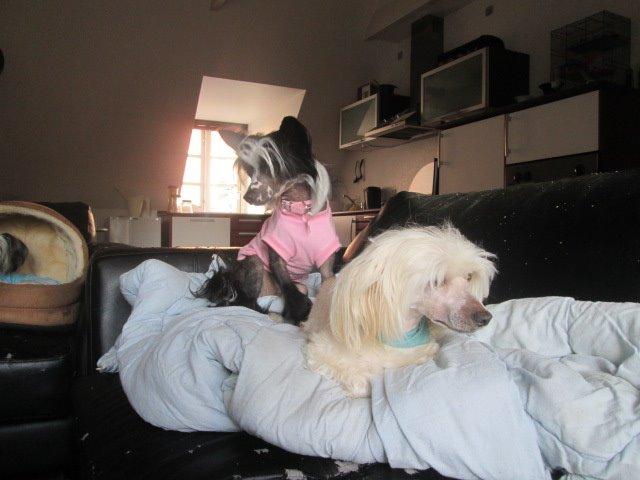 Chinese crested powder puff Bumle billede 30