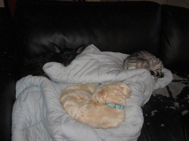 Chinese crested powder puff Bumle billede 31