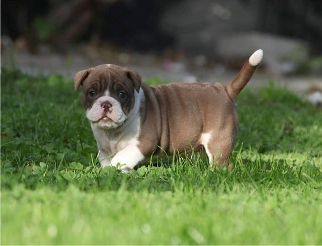 Olde english bulldogge Østergaards Cappucino billede 1