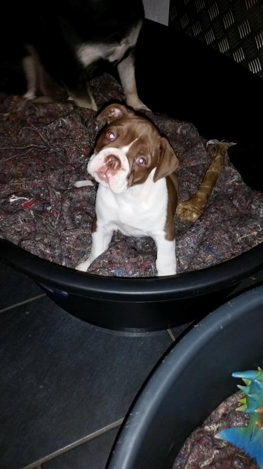 Olde english bulldogge Østergaards Cappucino billede 6