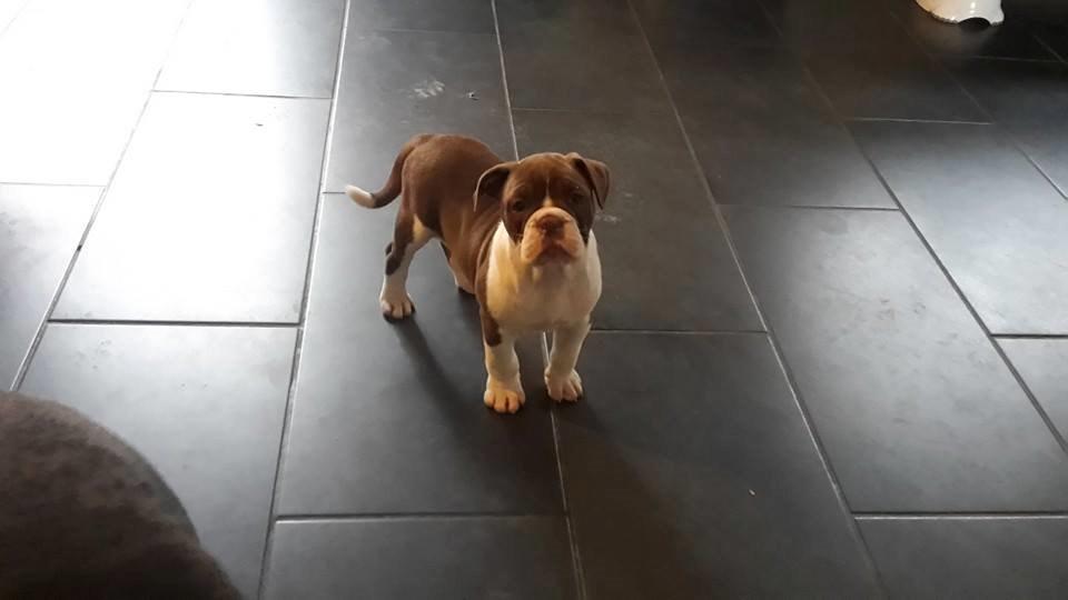 Olde english bulldogge Østergaards Cappucino billede 8