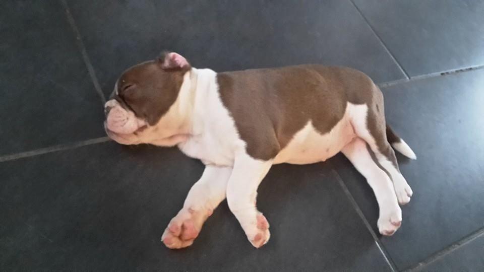 Olde english bulldogge Østergaards Cappucino billede 9