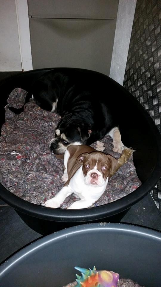 Olde english bulldogge Østergaards Cappucino billede 7
