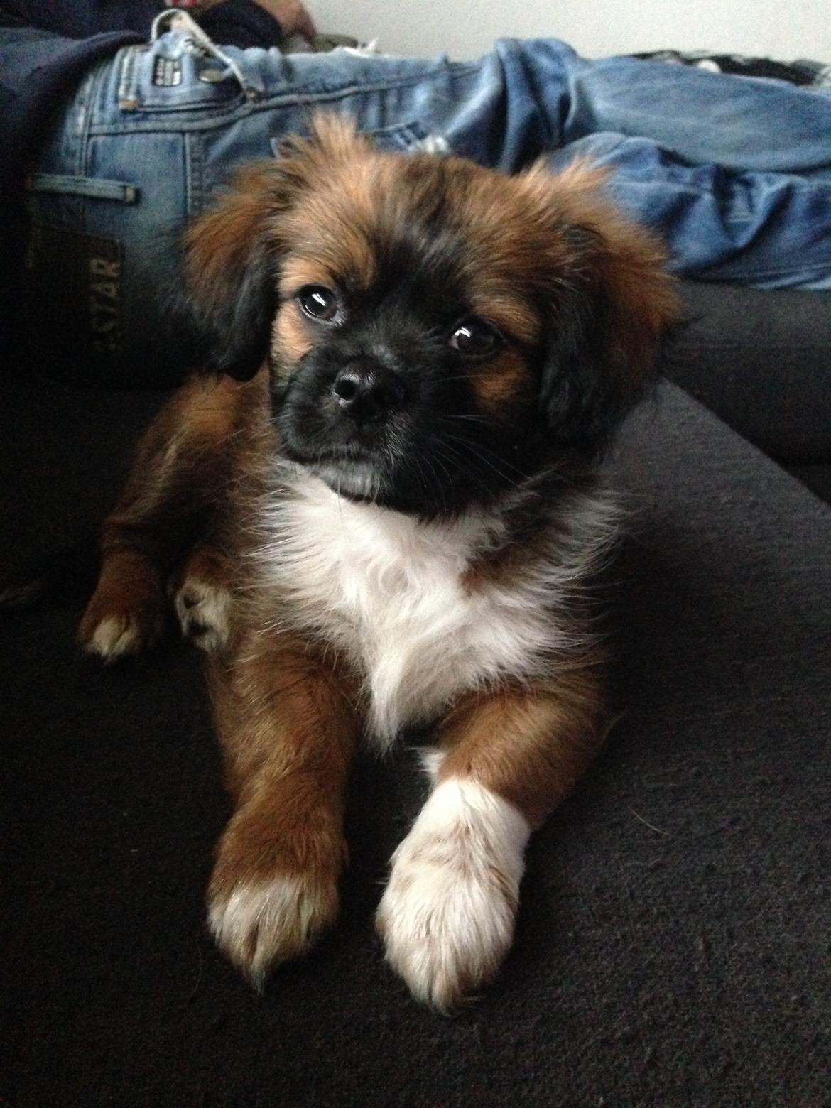 Blanding af racer Ibo billede 4