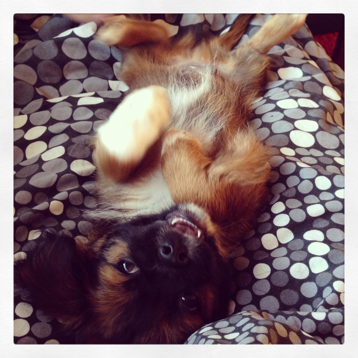 Blanding af racer Ibo - Dejlige hund :D  billede 5