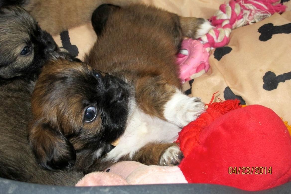 Blanding af racer Ibo billede 6