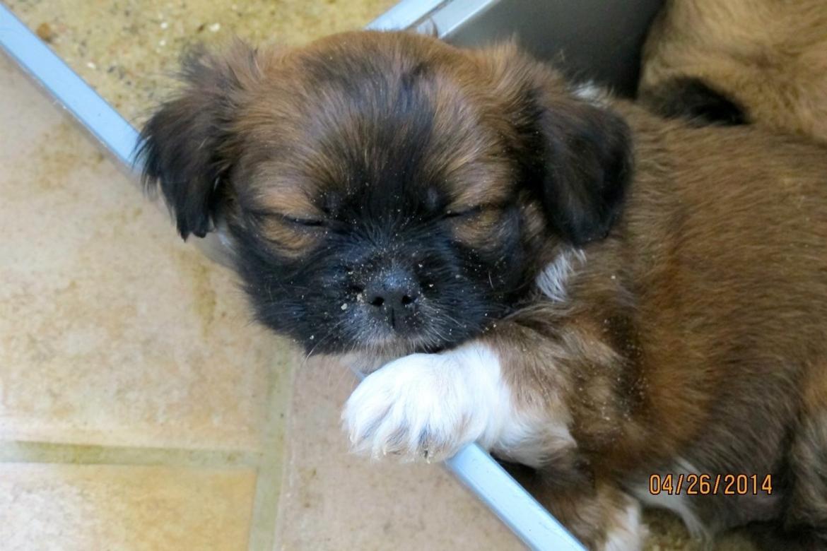 Blanding af racer Ibo billede 7