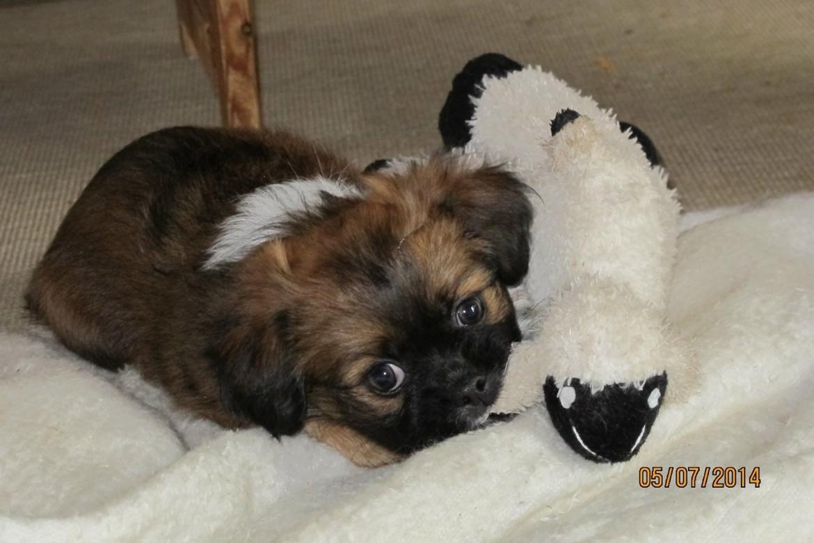 Blanding af racer Ibo - Ibo er vild med bamser.  billede 8