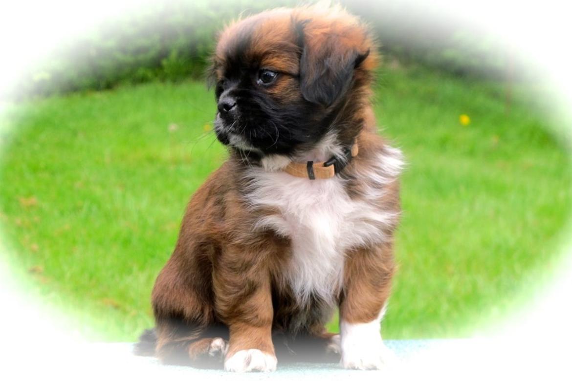 Blanding af racer Ibo - Ibo 8 uger. billede 9