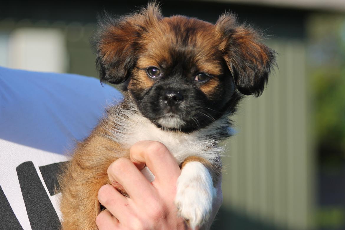 Blanding af racer Ibo billede 2