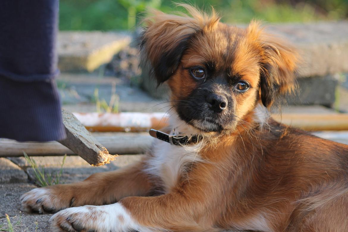 Blanding af racer Ibo billede 1