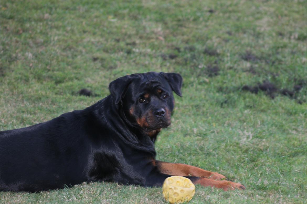 Rottweiler Heitahs You Too (Silke) billede 11