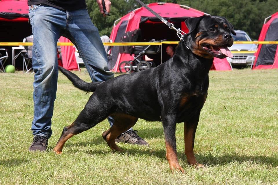 Rottweiler Heitahs You Too (Silke) - Silke til rottweiler udstilling i Linå 2014.   billede 12