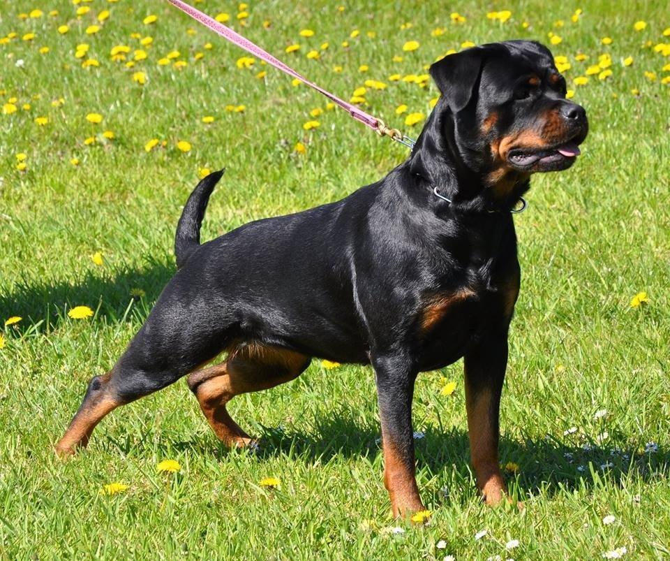 Rottweiler Heitahs You Too (Silke) billede 1