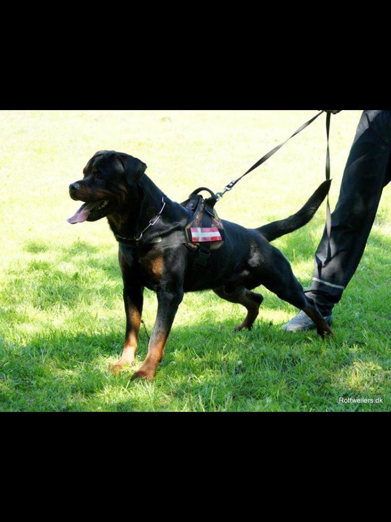 Rottweiler Heitah's Zohan (Coco) billede 16