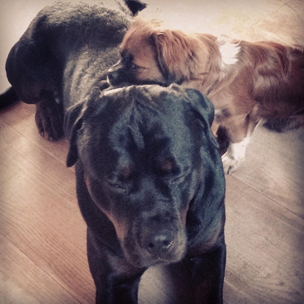 Rottweiler Heitah's Zohan (Coco) - Coco og lillebror Ibo <3 billede 15