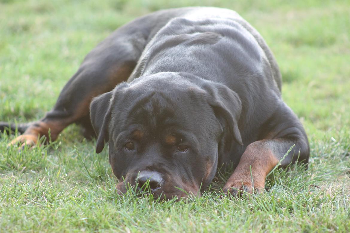 Rottweiler Heitah's Zohan (Coco) billede 17