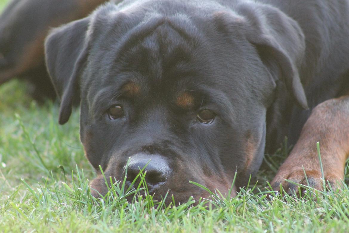 Rottweiler Heitah's Zohan (Coco) billede 18