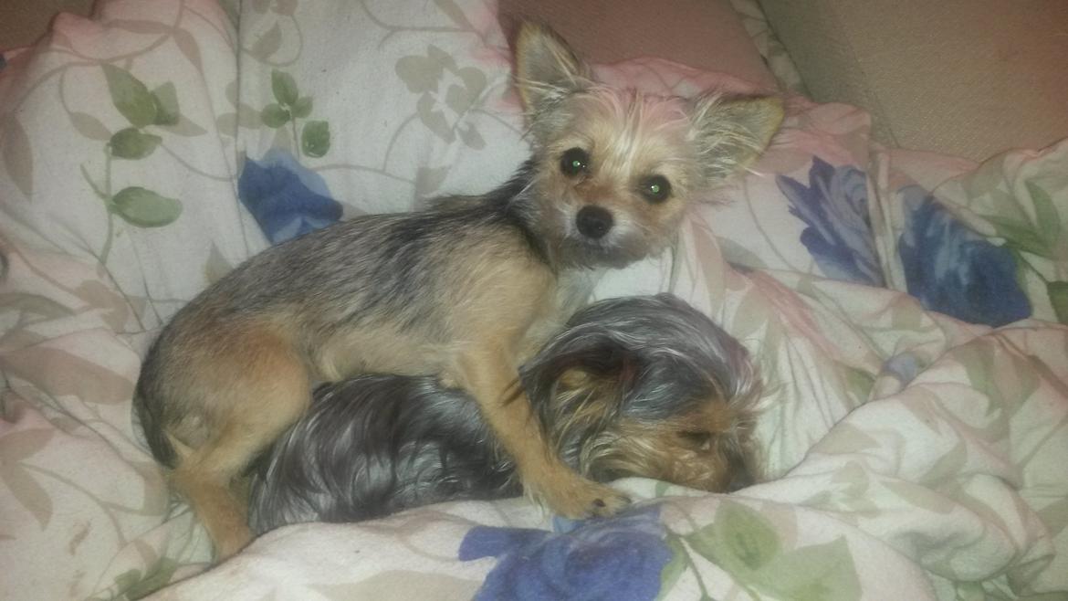 Blanding af racer Casey RIP billede 25