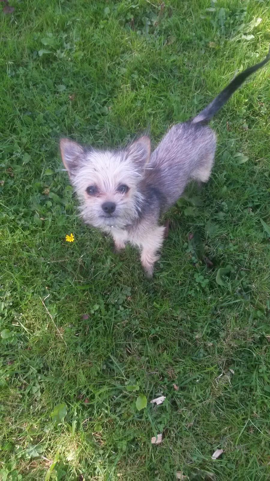 Blanding af racer Casey RIP billede 26