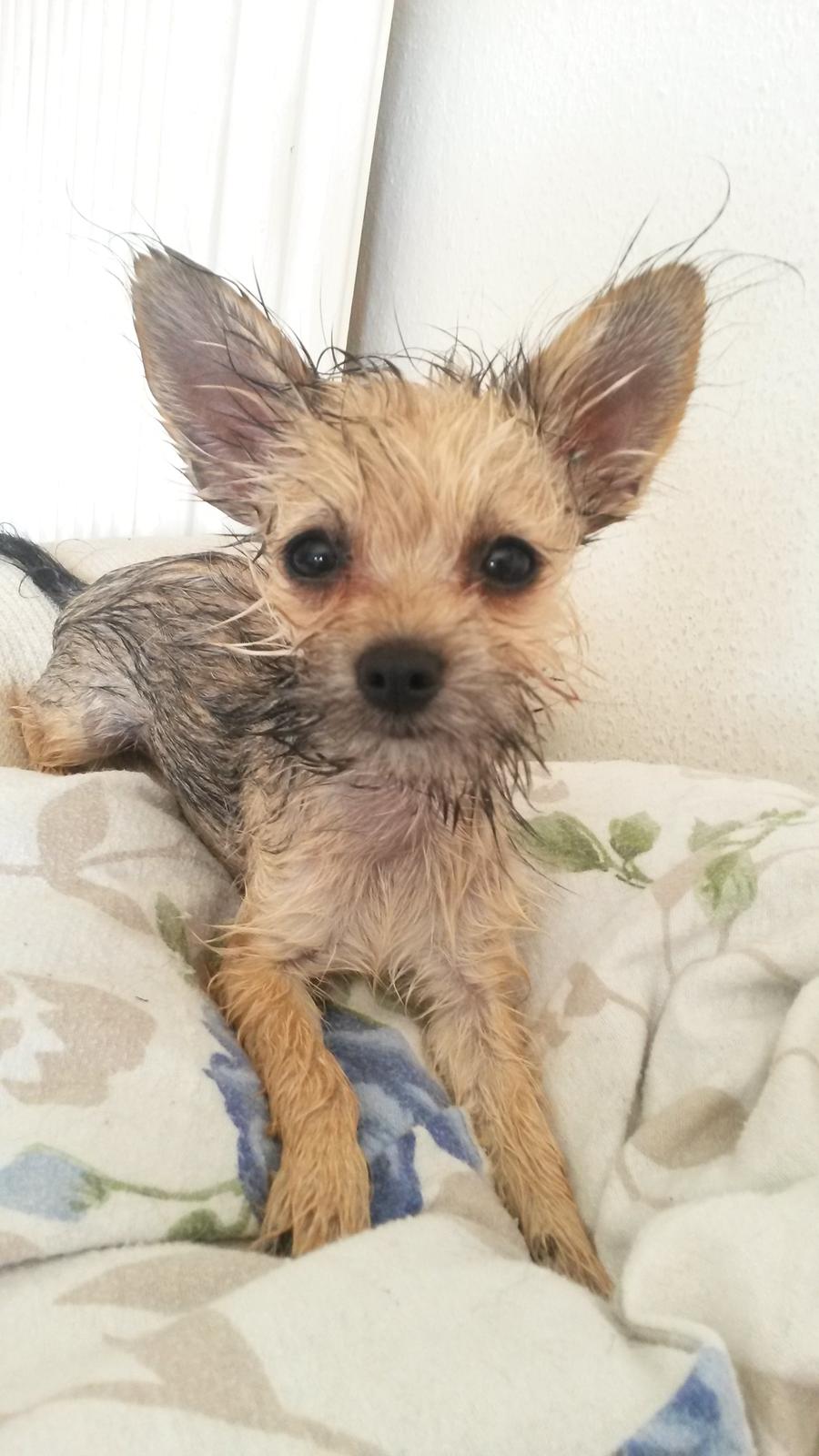 Blanding af racer Casey RIP billede 27