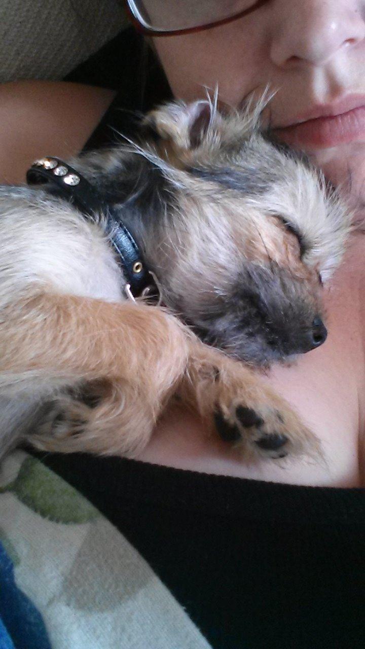 Blanding af racer Casey RIP billede 28