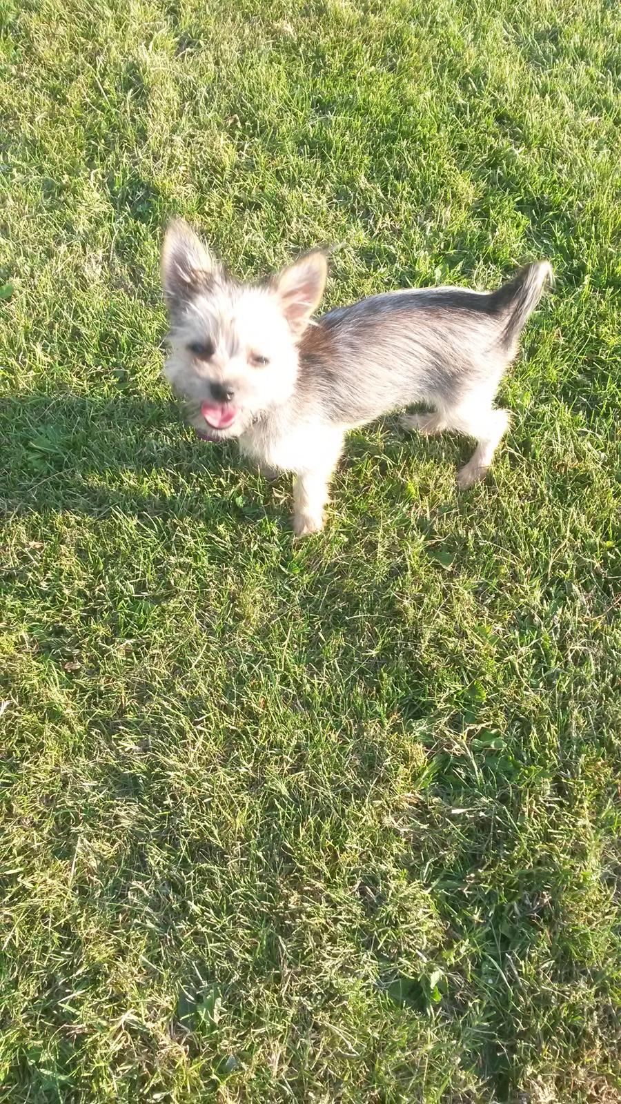 Blanding af racer Casey RIP billede 29