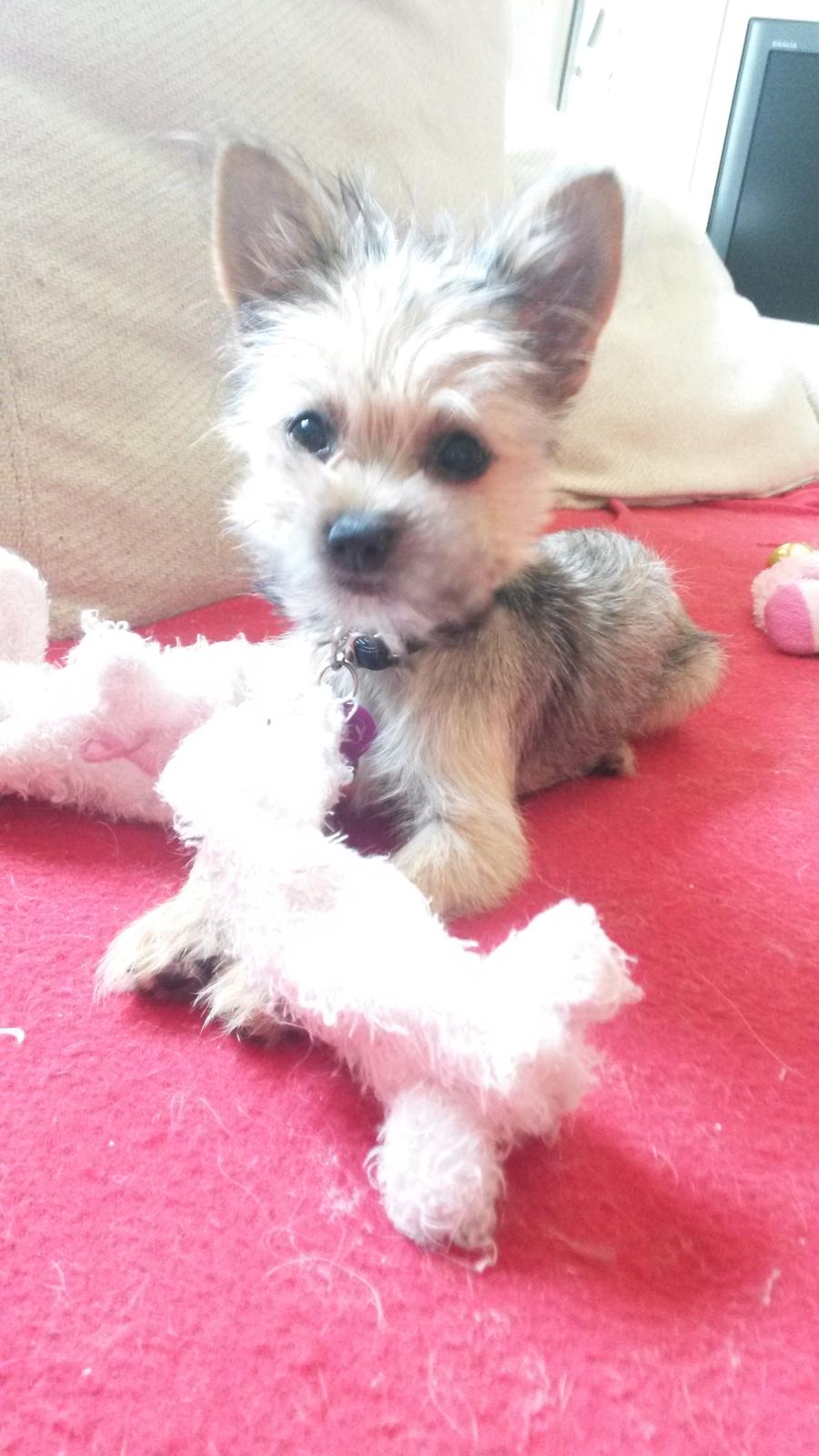 Blanding af racer Casey RIP billede 30