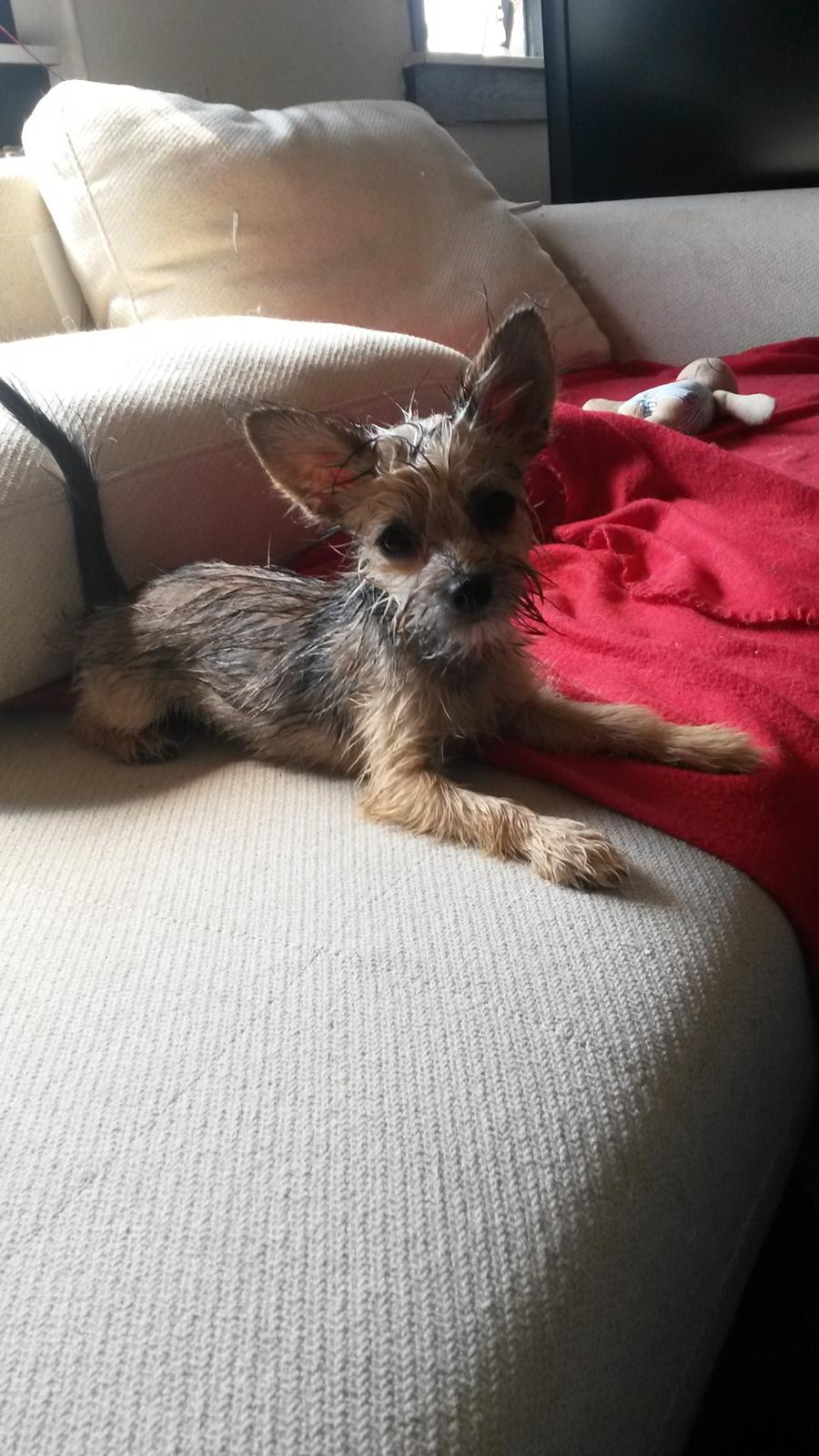 Blanding af racer Casey RIP billede 31