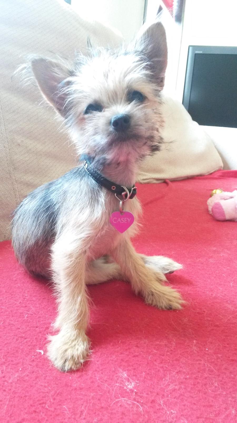 Blanding af racer Casey RIP billede 32