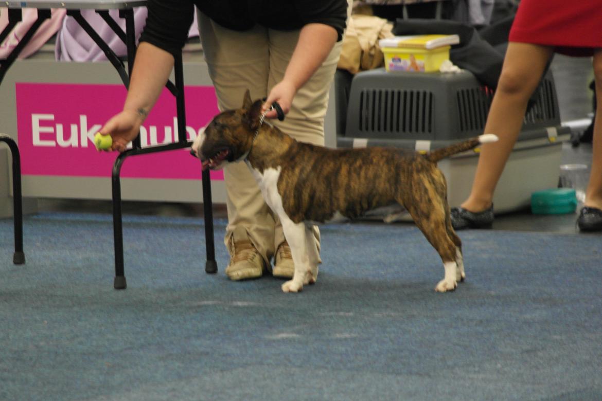 Bullterrier miniature Minimalistic's WD Maximum Overdrive "Ritchie" billede 20