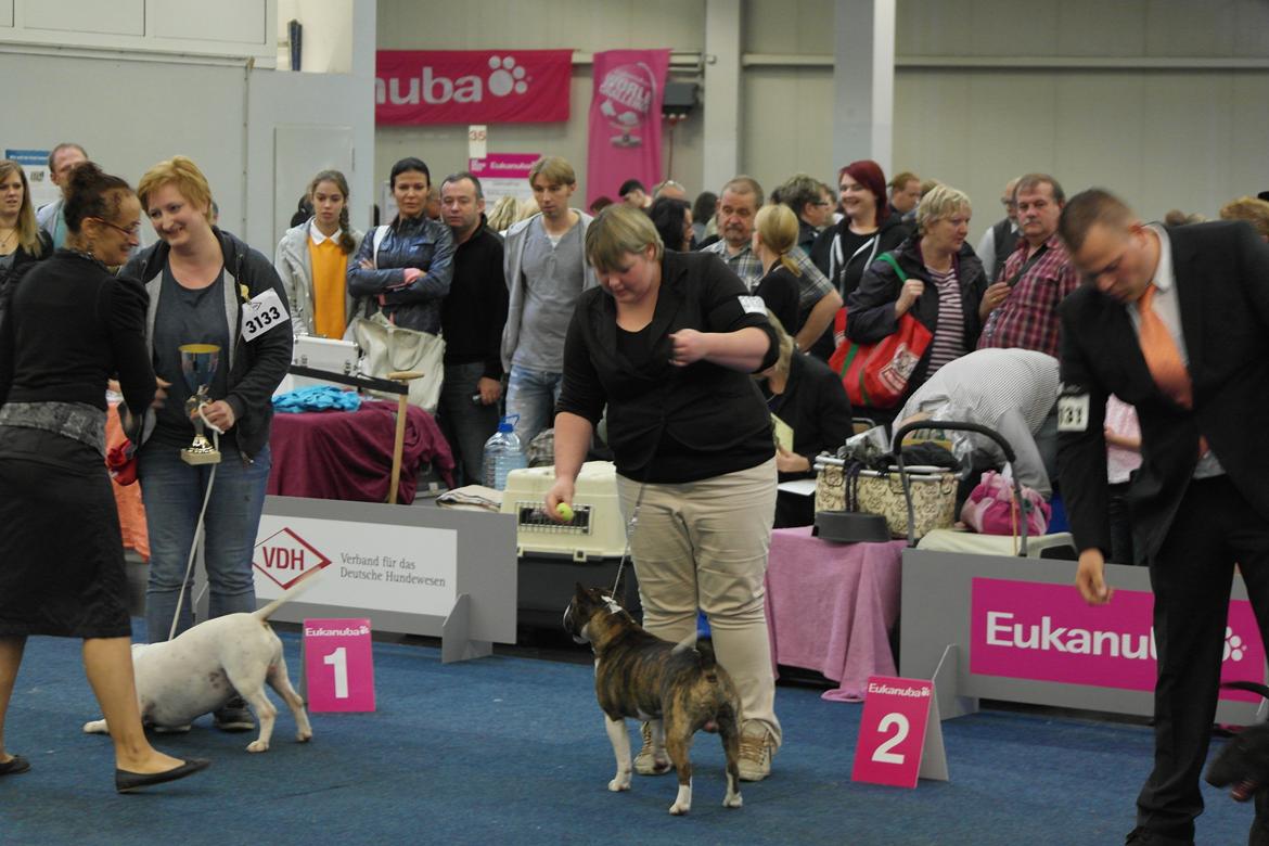 Bullterrier miniature Minimalistic's WD Maximum Overdrive "Ritchie" billede 21