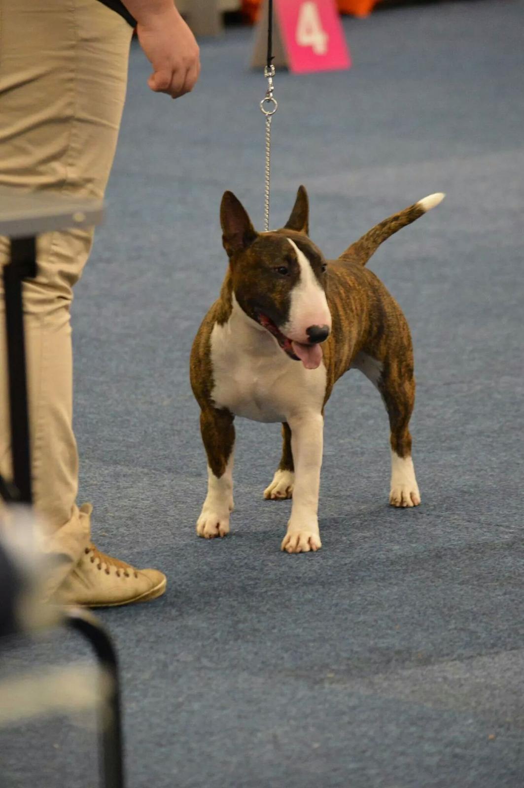 Bullterrier miniature Minimalistic's WD Maximum Overdrive "Ritchie" billede 22