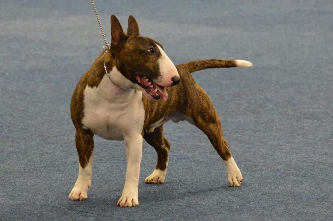 Bullterrier miniature Minimalistic's WD Maximum Overdrive "Ritchie" billede 23