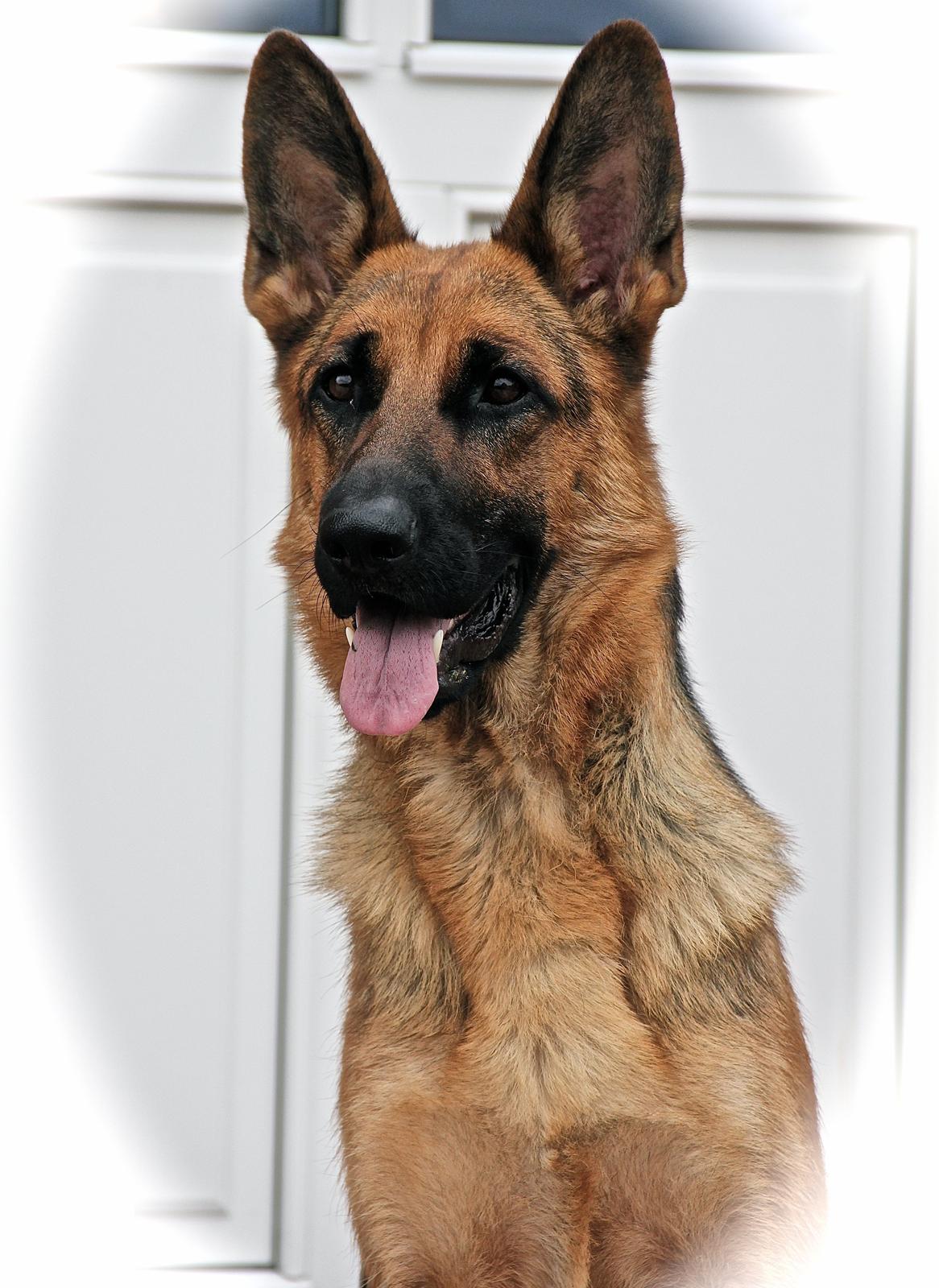 Schæferhund Aixa's Daisy Crazy billede 1