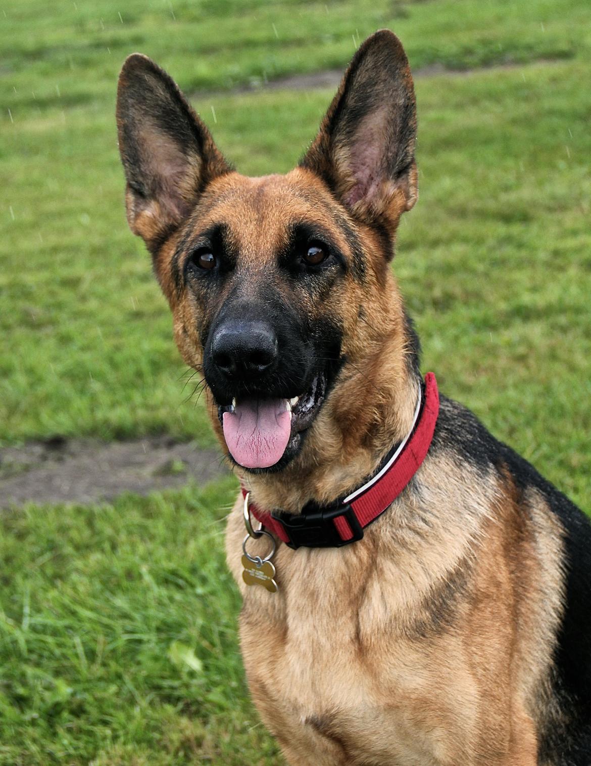 Schæferhund Aixa's Daisy Crazy billede 2