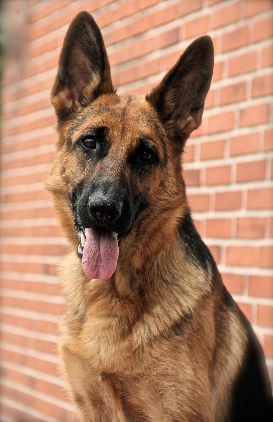 Schæferhund Aixa's Daisy Crazy billede 3