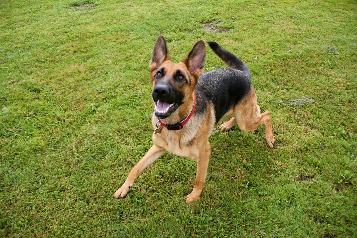 Schæferhund Aixa's Daisy Crazy billede 4