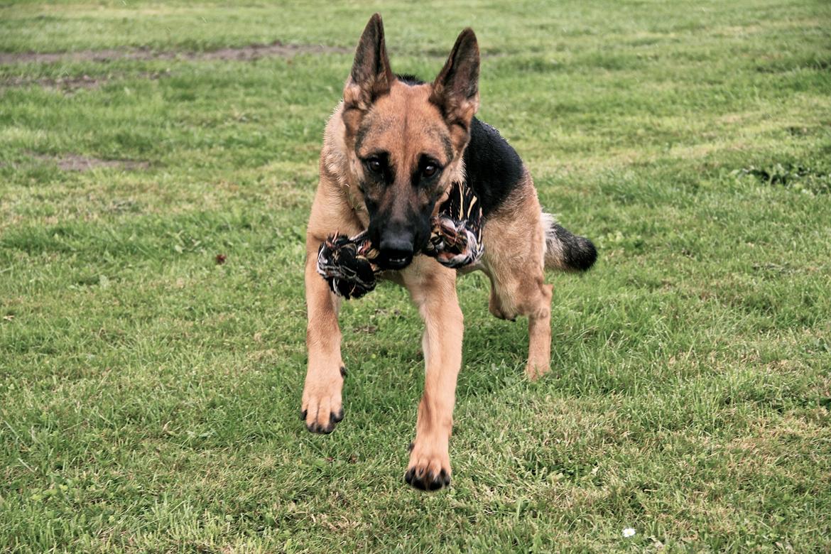 Schæferhund Aixa's Daisy Crazy billede 5