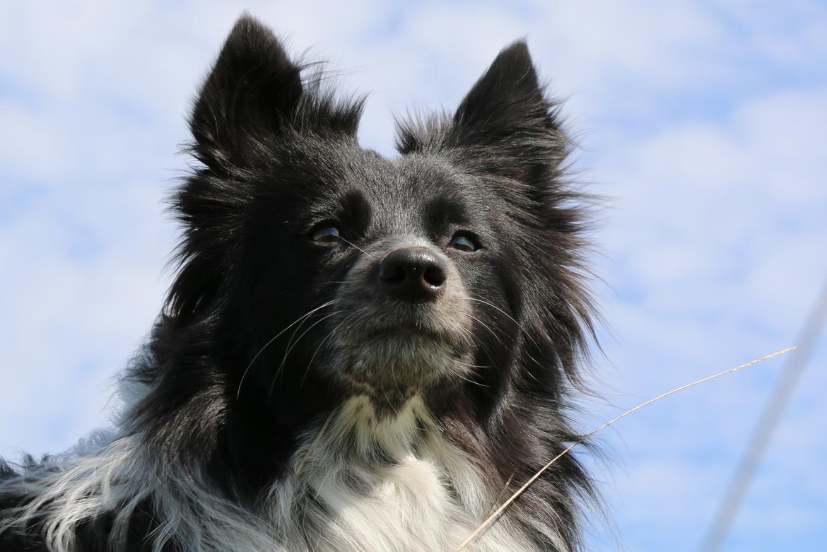 Blanding af racer Chili billede 50