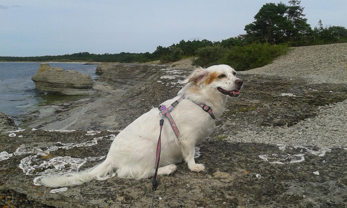 Blanding af racer Vita - græsk gadehund billede 21