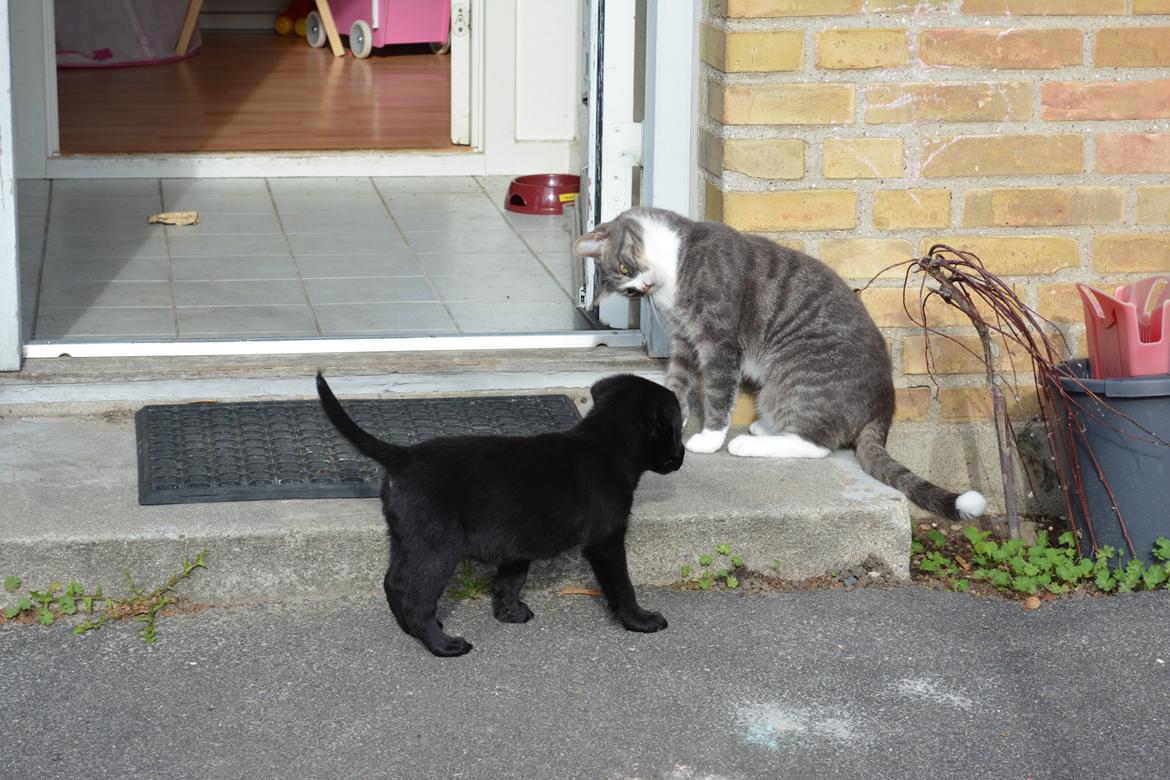 Blanding af racer Malou billede 19