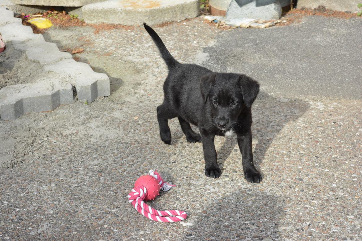 Blanding af racer Malou billede 18