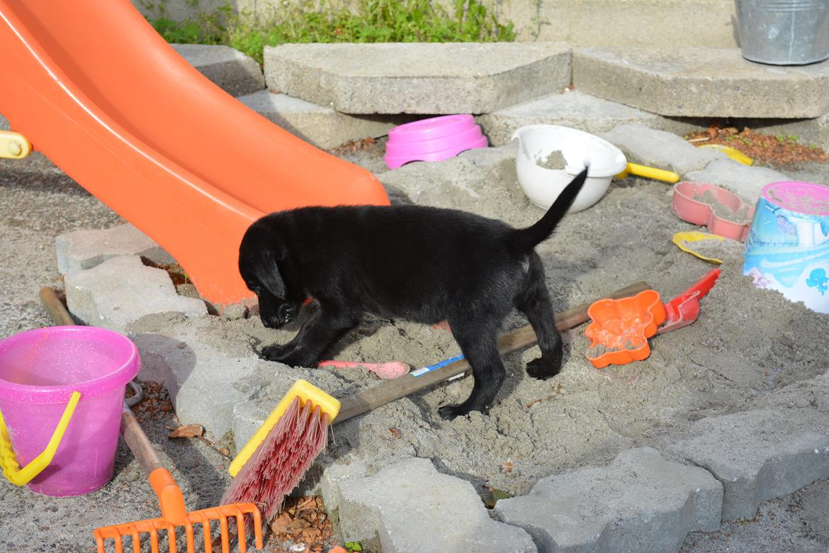 Blanding af racer Malou billede 21