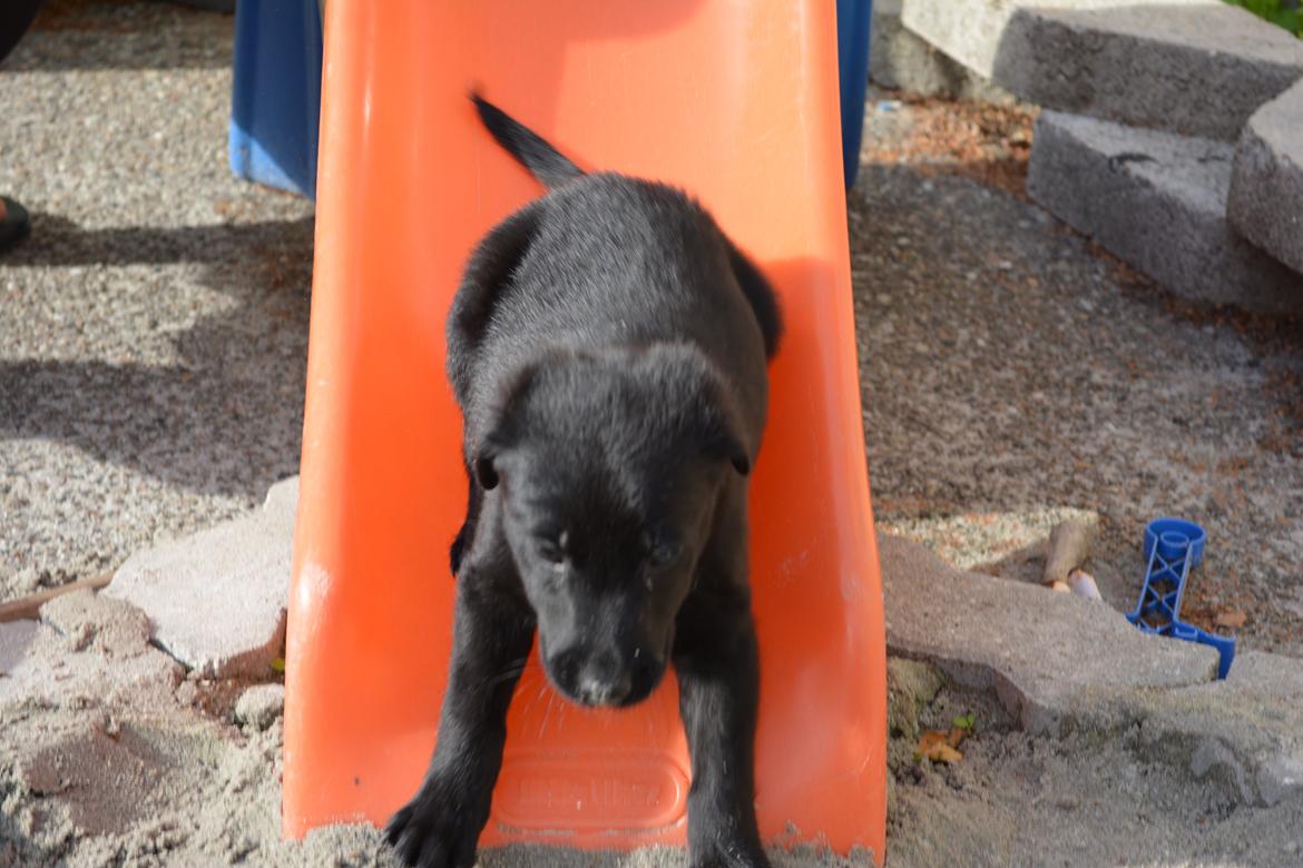 Blanding af racer Malou billede 22